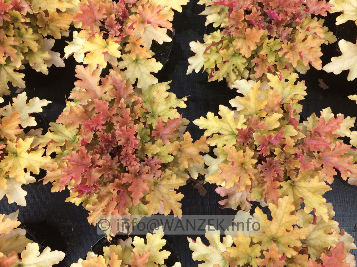 Heuchera Hybride Marmalade 03.JPG